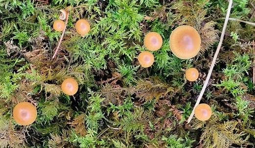 Braungeriefter Häubling, Foto 3