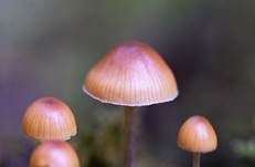 Braungeriefter Häubling, Foto 12