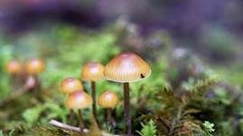 Braungeriefter Häubling, Foto 9