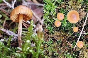 Braungeriefter Häubling, Foto 1