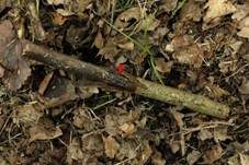 Braungraues Weichbecherchen, Foto 6