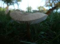Braunhaariger Wurzelrübling, Foto 22