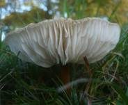 Braunhaariger Wurzelrübling, Foto 23
