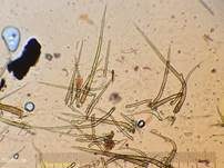 Braunhaariger Wurzelrübling, Foto 35