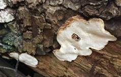 Braunhütiger Knorpelporling, Foto 5
