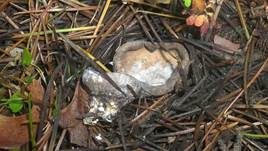 Bräunlicher Zedernholzkelchpilz, Foto 6