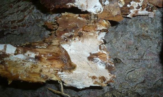 Braunröhriger Schichtporling, Foto 4