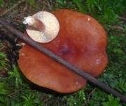 Braunroter Milchling, Foto 7