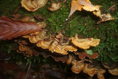 Braunsamtiger Schichtpilz, Foto 3