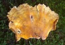 Braunsamtiger Schichtpilz, Foto 5