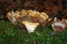 Braunsamtiger Schichtpilz, Foto 6