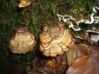 Braunsamtiger Schichtpilz, Foto 9