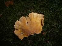 Braunsamtiger Schichtpilz, Foto 10