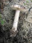 Braunscheidiger Wulstling, Foto 14