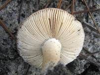 Braunscheidiger Wulstling, Foto 18
