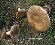 Braunscheidiger Wulstling, Foto 7