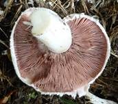 Braunschuppiger Wiesenchampignon, Foto 12