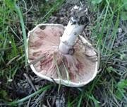 Braunschuppiger Wiesenchampignon, Foto 13