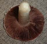 Braunschuppiger Wiesenchampignon, Foto 18