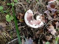 Braunschuppiger Wiesenchampignon, Foto 19