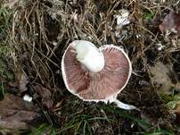 Braunschuppiger Wiesenchampignon, Foto 20