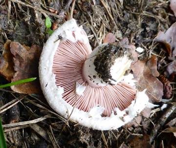 Braunschuppiger Wiesenchampignon, Foto 4