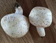 Braunschuppiger Wiesenchampignon, Foto 8