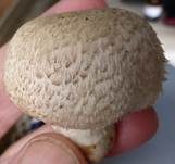 Braunschuppiger Wiesenchampignon, Foto 9