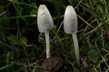 Braunschuppiger Holztintling, Foto 4