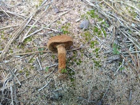 Braunschuppiger Risspilz, Foto 3