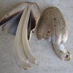 Braunschuppiger Tintling, Foto 24