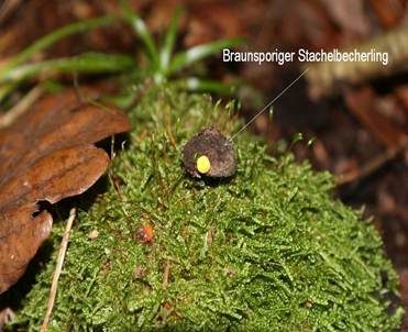 Braunsporiger Stachelbecherling, Foto 4