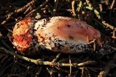 Braunstielliger Blutegerling, Foto 12