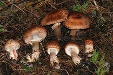 Braunstielliger Blutegerling, Foto 24