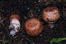 Braunstielliger Blutegerling, Foto 7