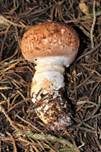 Braunstielliger Blutegerling, Foto 11