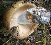 Anistäubling, Foto 16