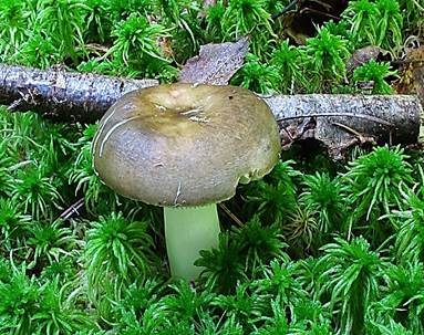 Braunvioletter Samttäubling, Foto 3
