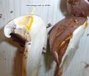 Braunvioletter Schleierling, Foto 5