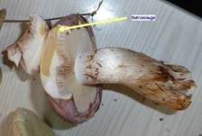 Braunvioletter Schleierling, Foto 6