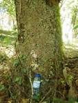 Breitblatt-Lungenflechte, Foto 13
