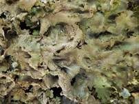 Breitblatt-Lungenflechte, Foto 19