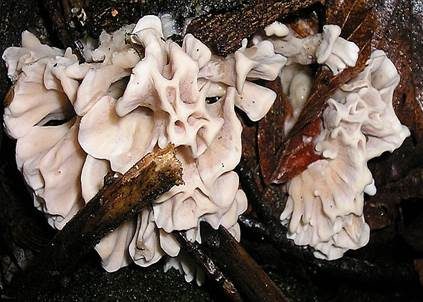 Breitblättrige Glucke, Foto 3