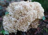 Breitblättrige Glucke, Foto 26