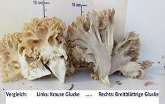 Breitblättrige Glucke, Foto 29