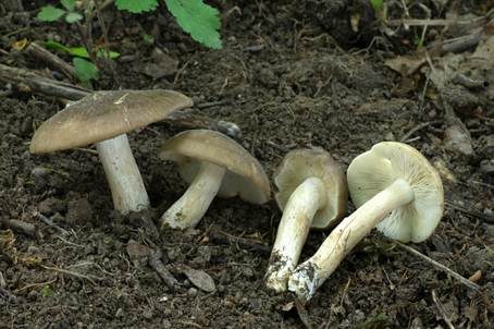 Breitblättriger Holzrübling, Foto 2