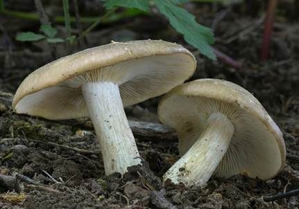 Breitblättriger Holzrübling, Foto 3