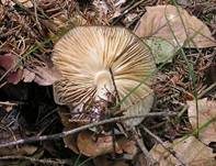 Breitblättriger Holzrübling, Foto 12