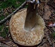 Breitblättriger Holzrübling, Foto 13