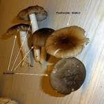 Breitblättriger Holzrübling, Foto 15